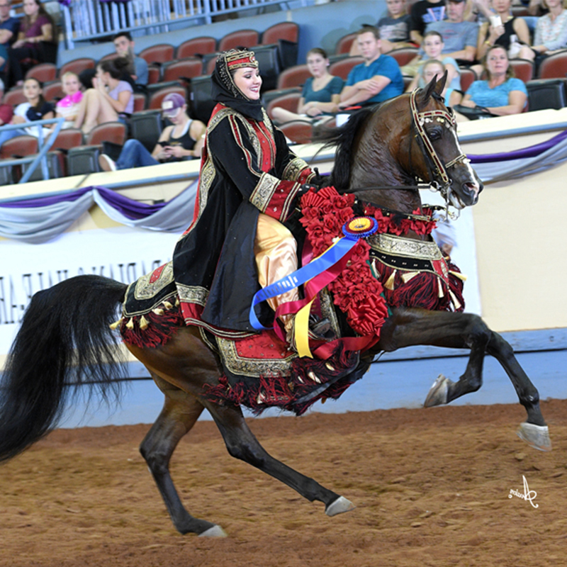 Arabian Native Costume Championship